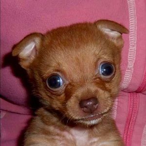 Meet your Posher, Ingrid